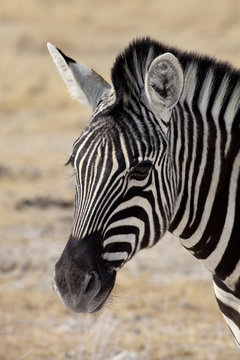 portrait Damara zebra, Equus burchelli