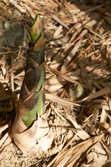 Bamboo shoot on ground
