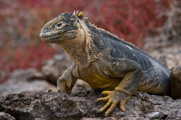 Portrait of land iguanas. Close-up. Galapagos Islands. An excellent illustration.