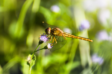 Dragonfly with blur beatiful nature background