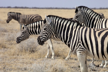 Fototapeta na wymiar Damara zebra, Equus burchelli Etosha, Namibia
