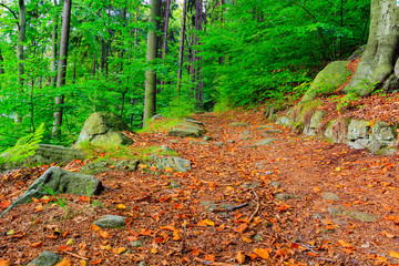 The virgin forest of the fresh green