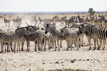 Naklejka na ściany i meble huge herds of Damara zebra, Equus burchelli and antelope at waterhole Etosha, Namibia