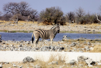 Fototapeta na wymiar Damara zebra, Equus burchelli at waterhole Etosha, Namibia