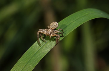 Krabbenspinne auf einem Grasstängel