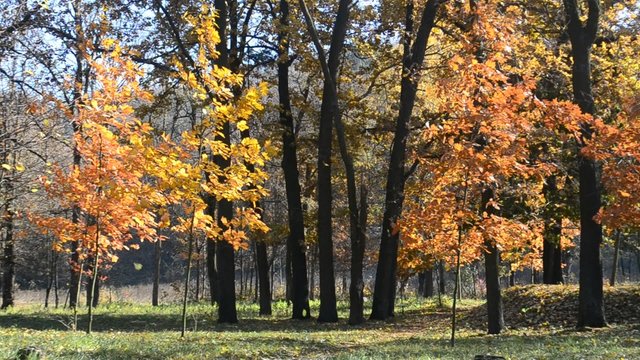 Beautiful leaf fall in autumn park or forest blown by wind