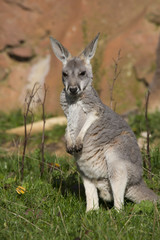jung red kangaroo, Megaleia rufa