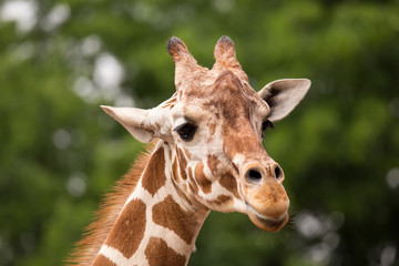 Portrait of Giraffe