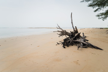Dead wood on the beach