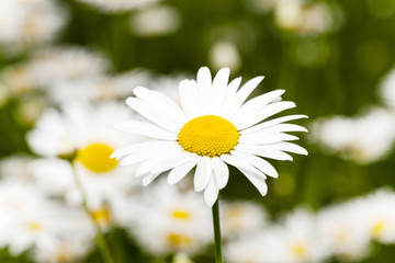 white daisy  flowers.