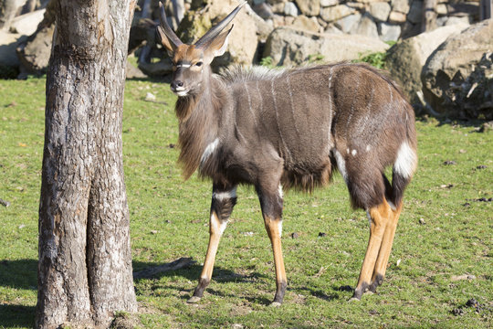Young male Lowland nyala, Tragelaphus angasii