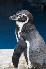 Obraz premium Humboldt penguin (Spheniscus humboldti)