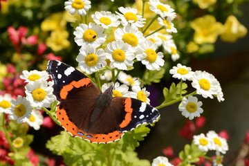 Schmetterling 135