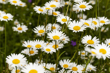Fototapeta premium daisy in a field 