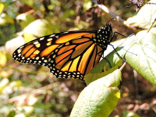 monarch butterfly