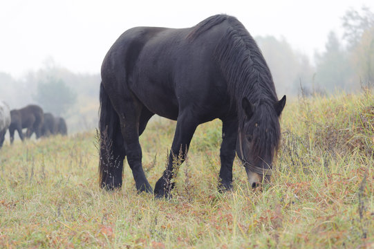 Ranczo 100 Adobe Stock ranczo-100-adobe-stock