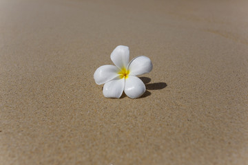 Tropical flower frangipani on the sand. Plumeria. Thailand. Koh Samui island