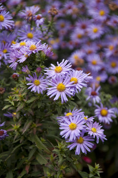 Astry kwitnące jesienią