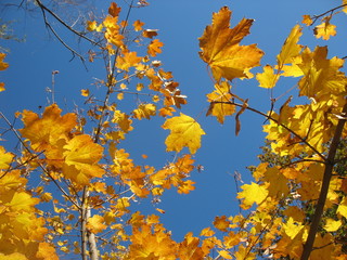 Осенний клен