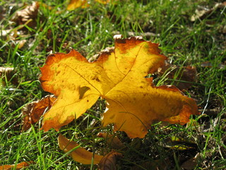 Осенний клен