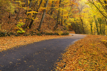 Road in autumn forest. Autumn landscape