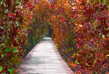 Fototapeta na wymiar step way leading to the mangrove forest