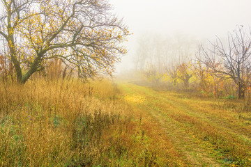 Fototapeta na wymiar Foggy day in autumn forest