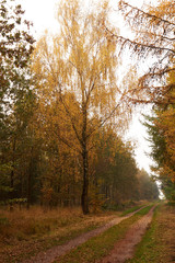 large birch beside the forest road leading through the forest at fall