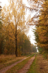 Obraz premium Forest road leading through the forest