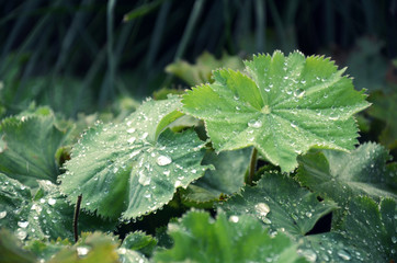 Morning dew on the plant leaves 