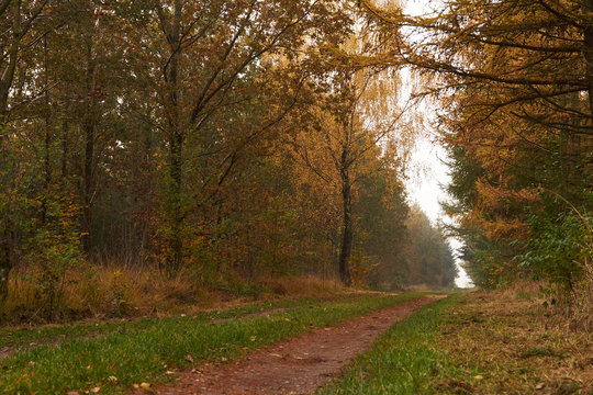 forest road leading through the forest at fall
