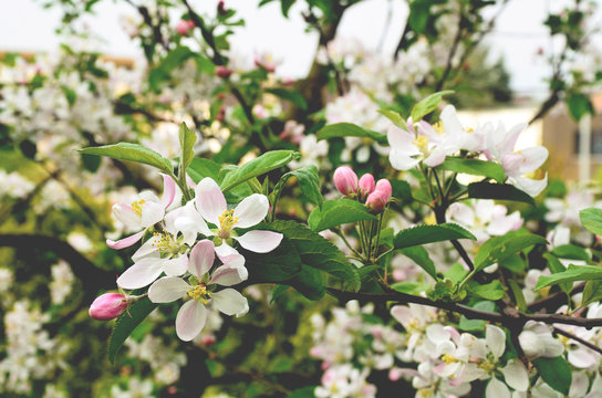 Apple tree blooming in spring © nruedisueli