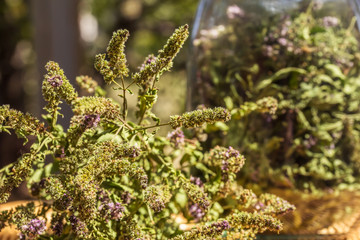 Dried mint in the beam and in a jar