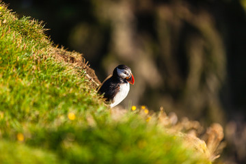 Atlantic puffin in Western Iceland