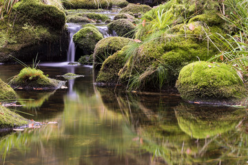 Idyllischer Bergbach im Nordschwarzwald