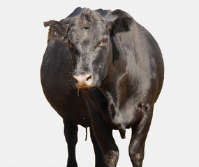 Black Cow Portrait on white background.