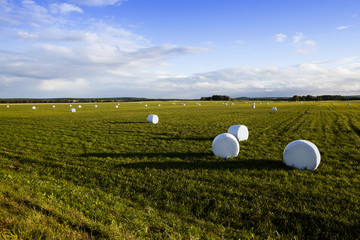 harvesting grass   in cellophane