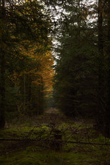 Obraz premium line of stumps in the moss between the tall trees in the forest