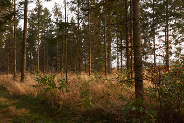 Naklejka premium Tall trees in the grass in the forest at fall