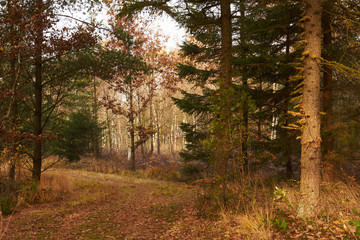 Obraz premium forest road winds among the trees in the forest