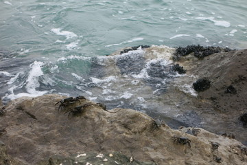Потомство крабов на прибрежных скалах