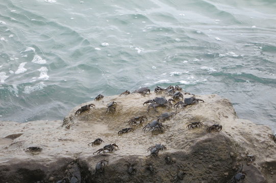 Потомство крабов на прибрежных скалах