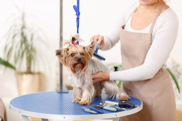 Yorkshire terrier is being brushed by groomer. 