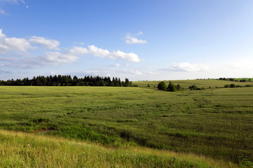 Fototapeta premium immature cereals. field