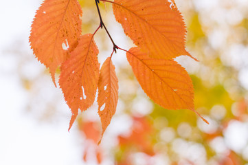 Tree branch with orange autumn leaves