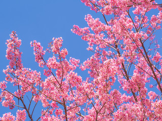 pink cherry blossom on blue sky background