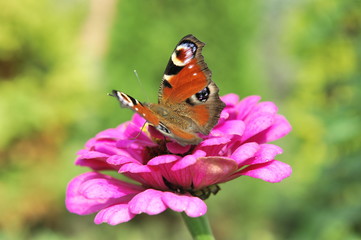 Motyl na kwiacie