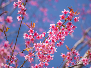 pink cherry blossom on blue sky background