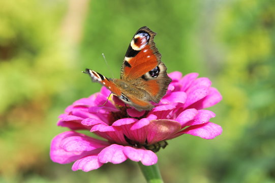 Fototapeta Motyl na kwiacie