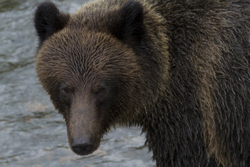 Naklejka na ściany i meble Brown Grizzly Bear at Hannah Creek in British Columbia